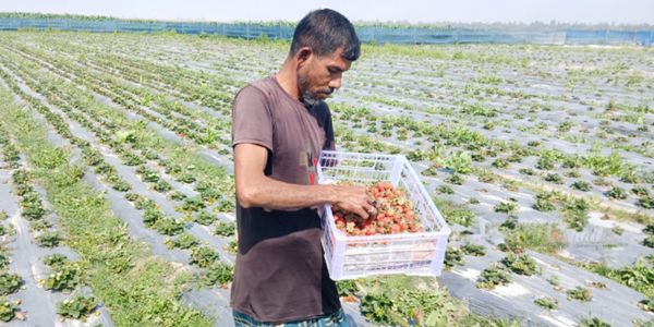 স্ট্রবেরি চাষে দেড় কোটি টাকার লোকসান